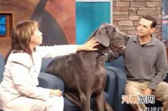 世界上最大的狗 大乔治高度：109厘米；体重：111千克