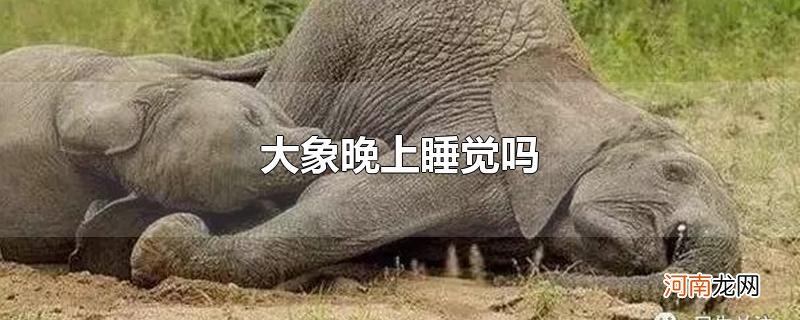 大象晚上睡觉吗