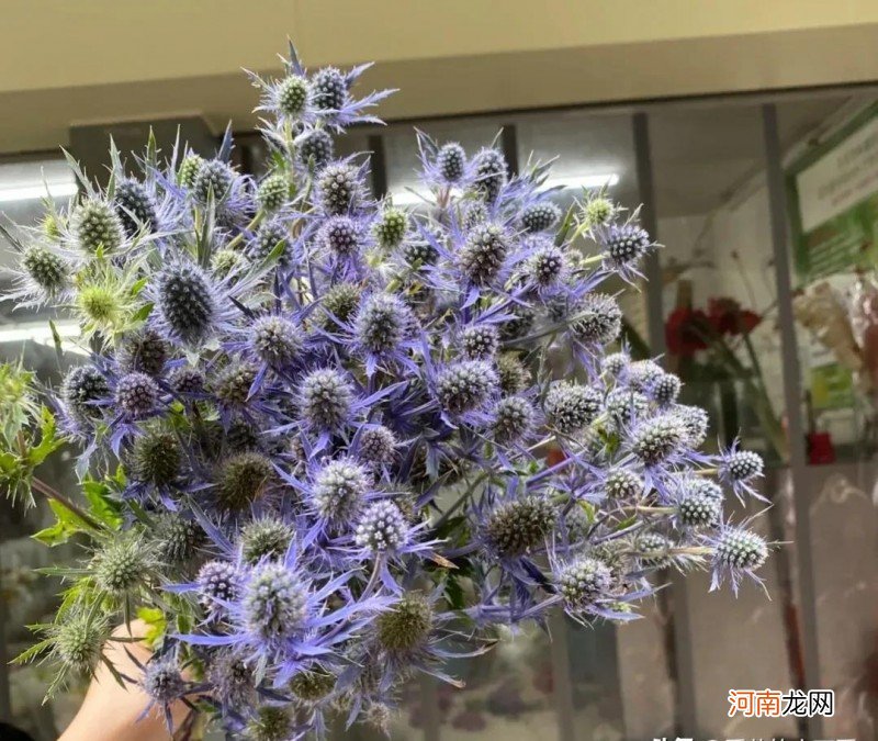 各种蓝色花的花语含义 蓝色花代表什么意思啊