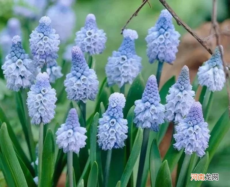 各种蓝色花的花语含义 蓝色花代表什么意思啊