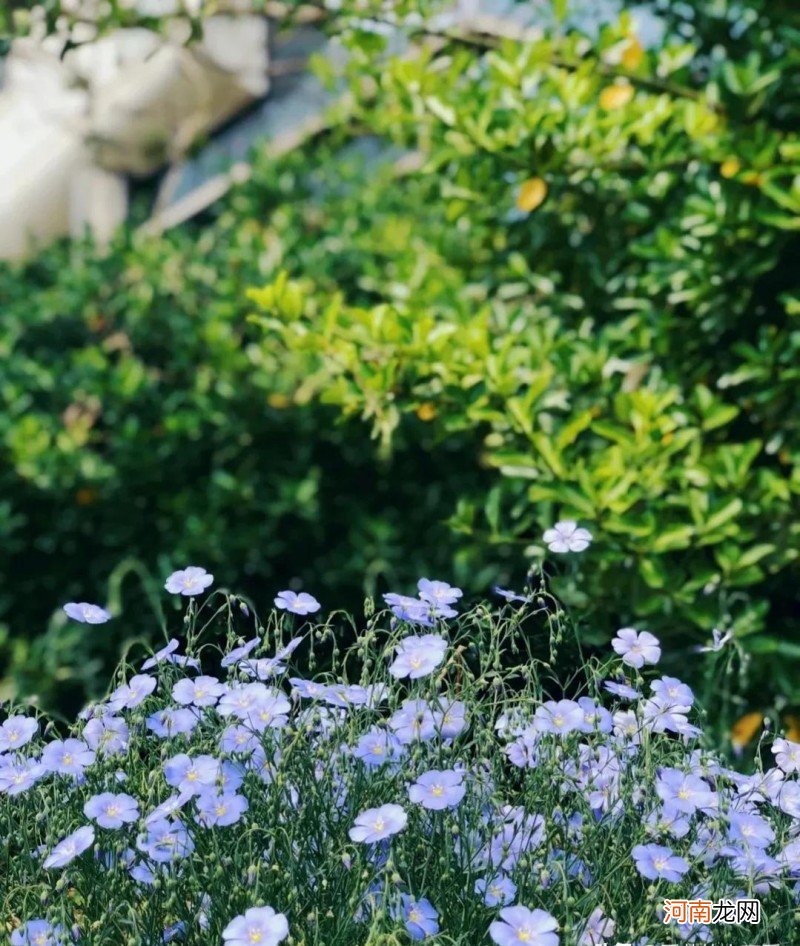 各种蓝色花的花语含义 蓝色花代表什么意思啊