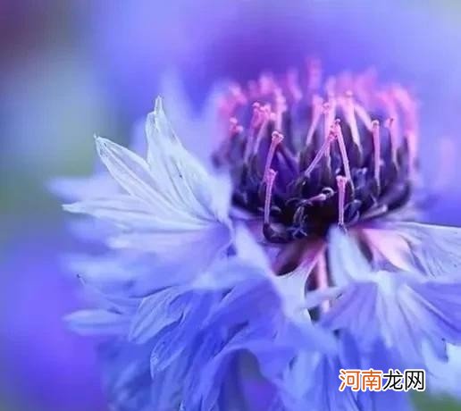 各种蓝色花的花语含义 蓝色花代表什么意思啊