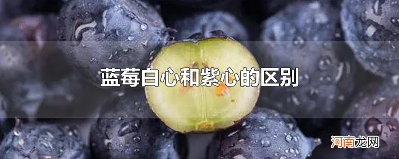 蓝莓白心和紫心的区别