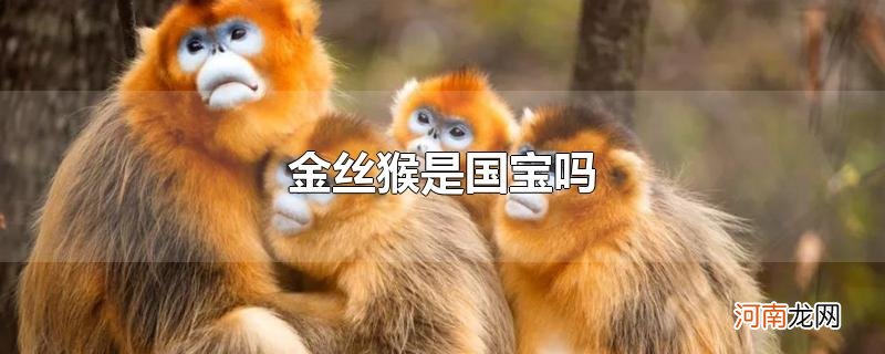 金丝猴是国宝吗