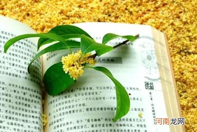 桂花有什么营养价值采摘方法 桂花怎么处理后可以食用