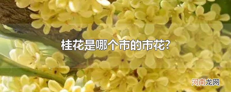 桂花是哪个市的市花?