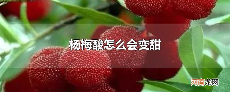 杨梅酸怎么会变甜