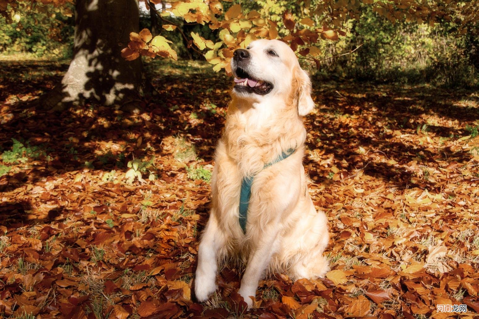 导盲犬一般是什么品种的狗狗 导盲犬一般是什么品种