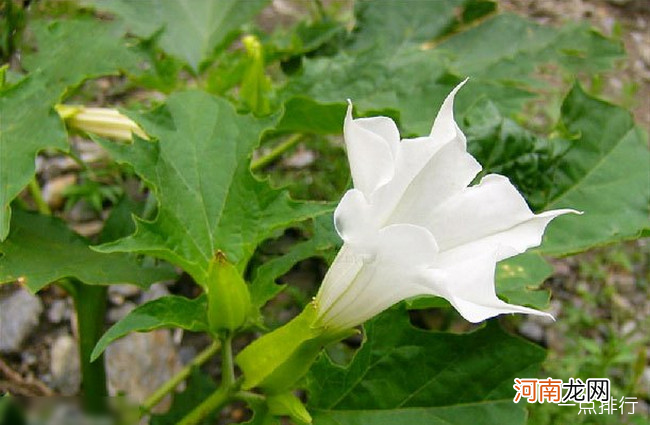 十大不吉利花 夜来香竟然也上榜了