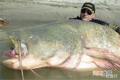 世界上最大的鲶鱼 长3米重600斤