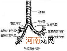 气管是哪里 舌叶支气管是哪里