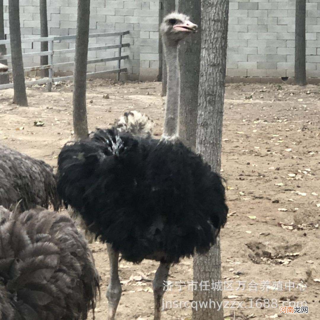 哪里有卖鸵鸟的 什么地方有鸵鸟卖