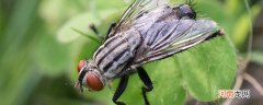 苍蝇是什么变态的昆虫 苍蝇属于什么变态的昆虫