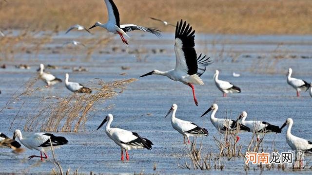 黄河入海口在哪里 黄河入海口是什么海