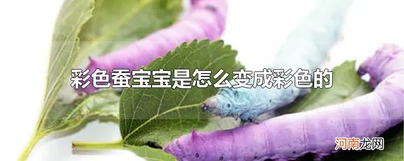 彩色蚕宝宝是怎么变成彩色的