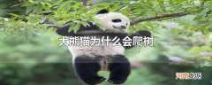 大熊猫为什么会爬树
