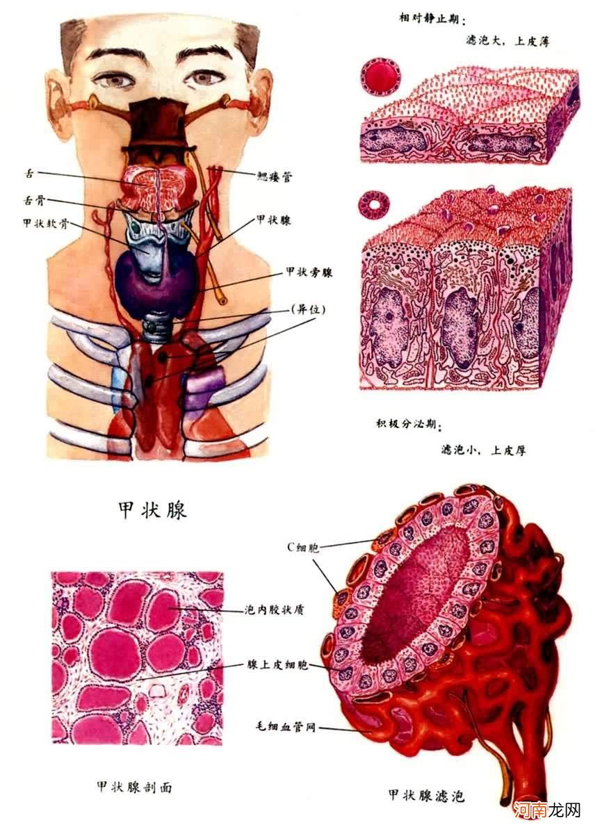 甲状腺在哪里 甲状腺在哪里分泌