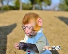 哪里有卖猴子 哪里有卖猴子的脑子