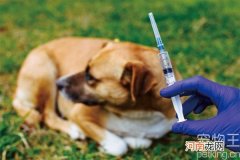 在哪里打狂犬疫苗 成都在哪里打狂犬疫苗