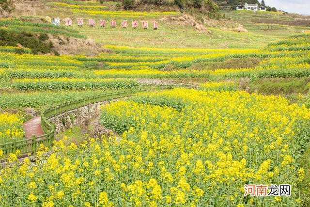 哪里看油菜花 哪里看油菜花最好江浙沪