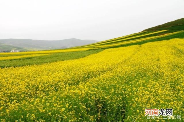 哪里看油菜花 哪里看油菜花最好江浙沪