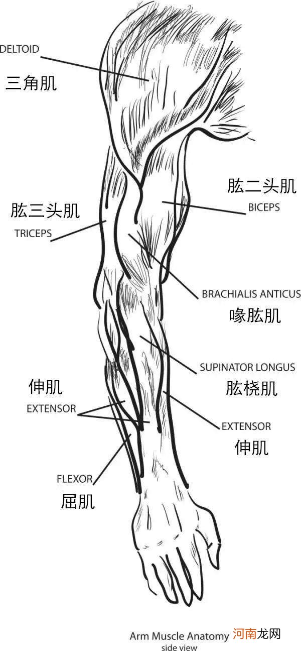 手臂是哪里 手臂是哪儿?