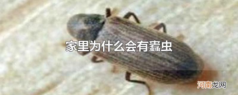 家里为什么会有蠹虫