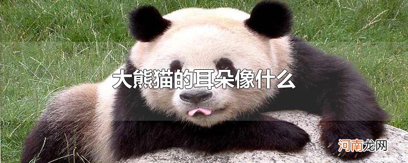 大熊猫的耳朵像什么