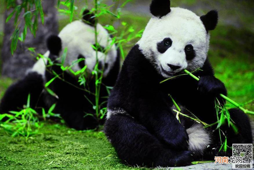 大熊猫生活在哪里 大熊猫生活在哪里作文350个字