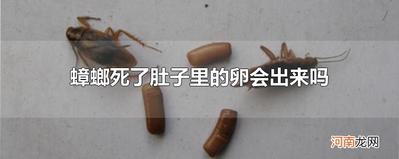 蟑螂死了肚子里的卵会出来吗