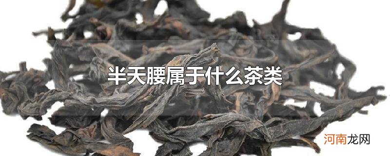 半天腰属于什么茶类