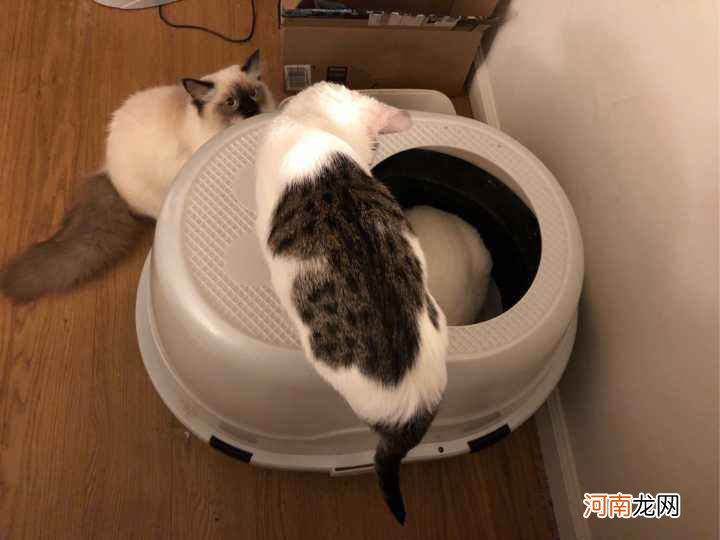 猫砂盆放哪里 猫砂盆放哪里比较好 怎么让幼猫熟悉