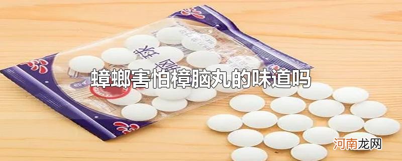 蟑螂害怕樟脑丸的味道吗