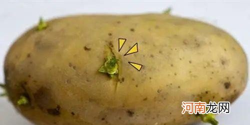 发芽土豆的正确吃法 马铃薯发芽能吃吗