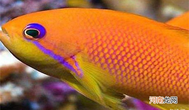 世界十大最贵观赏鱼排行榜 血红鱼高达409万