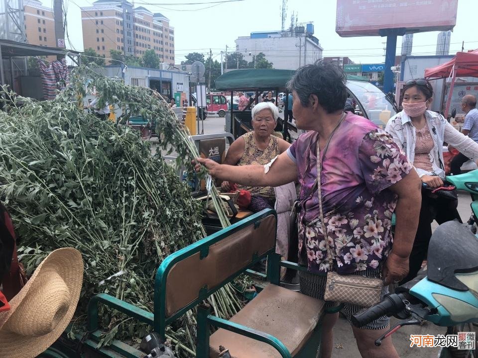 艾草哪里有卖 艾草一般哪里有卖