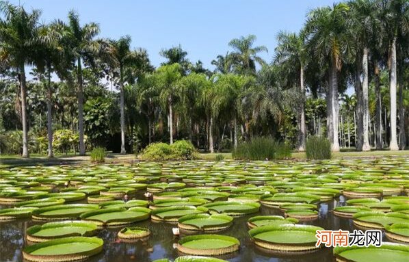 西双版纳十大旅游景点排名，野象谷排在第四位