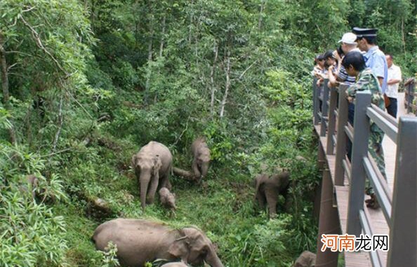 西双版纳十大旅游景点排名，野象谷排在第四位