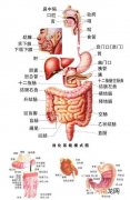 胃在哪里 胃在哪里的位置图