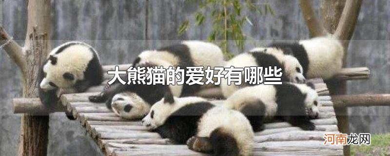 大熊猫的爱好有哪些
