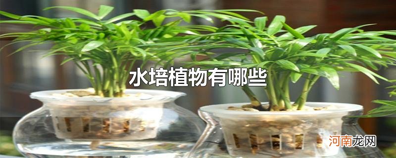 水培植物有哪些