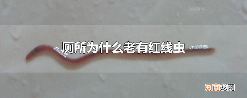 厕所为什么老有红线虫