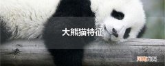 大熊猫特征