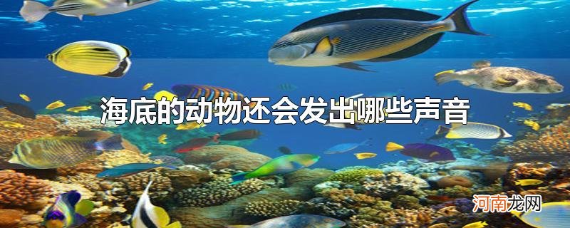 海底的动物还会发出哪些声音