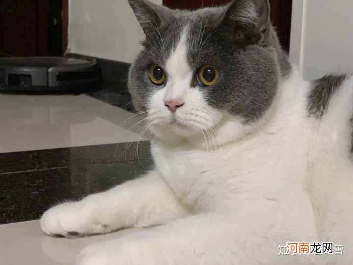 猫在哪里买 玩吧猫在哪里买