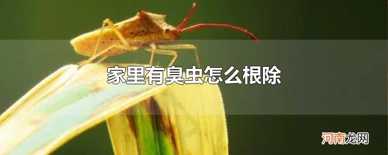 家里有臭虫怎么根除