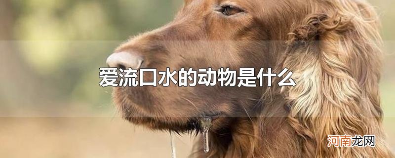 爱流口水的动物是什么