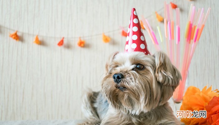 约克夏梗犬的优缺点 约克夏梗犬的特点