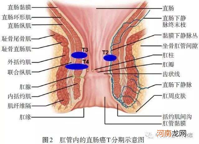 括约肌是哪里 背部括约肌是哪里