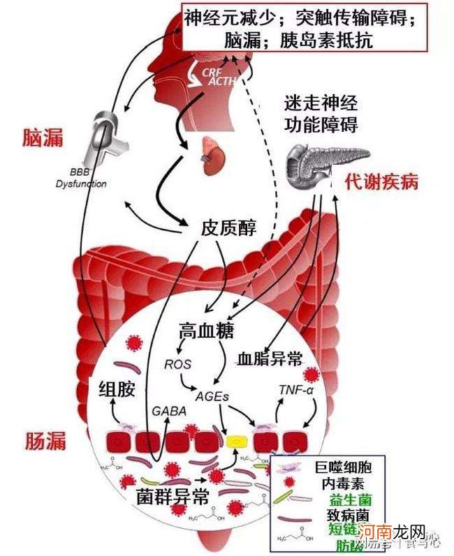 肠在哪里 人的小肠在哪里